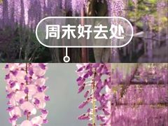 -嘉定紫藤园