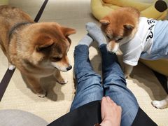 -逗柴咖啡屋·狗咖猫咖宠物桌游