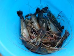 -光头佬钓虾场·烧烤·聚餐·亲子(金沙洲店)