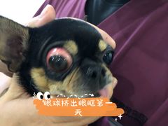-瑞鹏宠物医院华南总院·夜诊·心脏科·骨科