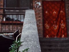 -玲玲面屋