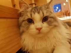 -猫腻·猫咖·撸猫馆(星光大道店)