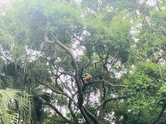 -深圳野生动物园