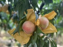 -老袁家蜜桃农场·阳山水蜜桃