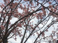 -天适樱花悠乐园