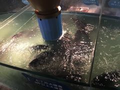 -坛宗剁椒鱼头(河西王府井店)