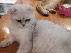 -猫小院猫主题餐厅(三里屯店)