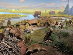 -陕西自然博物馆