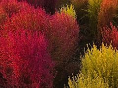 -天津东丽湖风景区