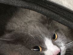 -皮特动物医院(24小时店)