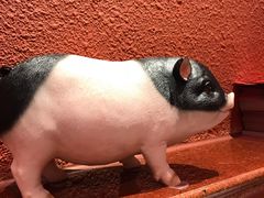 -猪角·闽南猪脚饭(茶亭店)