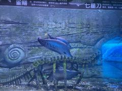 -芜湖新华联大白鲸海洋公园