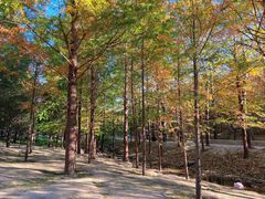 -白水寺森林公园