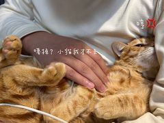 -瑞鹏宠物医院·骨科·猫科·内科(第一中心)