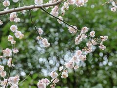 -成都杜甫草堂博物馆