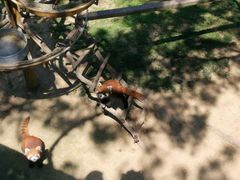 -西霞口神雕山野生动物世界