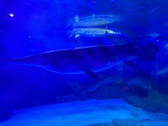 -烟台海昌鲸鲨海洋公园