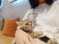 -啵啵喵·猫咖(攀华国际店)