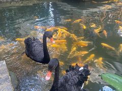 -南宫五洲植物乐园