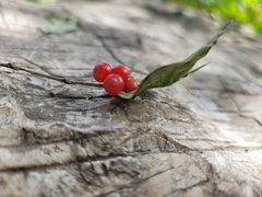 -北京西山国家森林公园