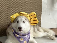 -星多哈·狗咖·拼豆·咖啡