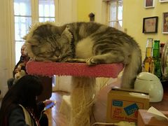 -猫色咖啡·猫咖