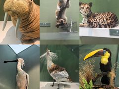 -国家自然博物馆