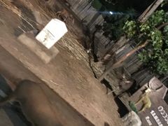 -清迈夜间动物园