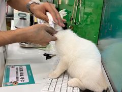 -瑞派动物医院·猫专科·至诚(江南中分院)