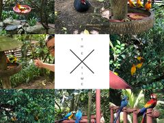 -新加坡飞禽公园