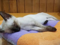 -龟与熊猫宠物公园(南坪店)