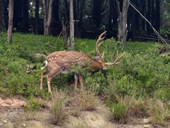 -大连森林动物园