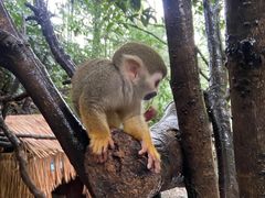 -中国大熊猫保护研究中心雅安碧峰峡基地