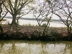 -大湾区中央湿地公园