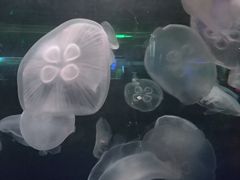 -重庆欢乐海底世界