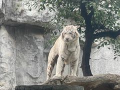 -灵玲国际马戏城