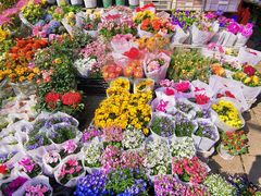 -溪岸路花鸟市场