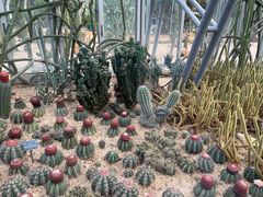-深圳仙湖植物园