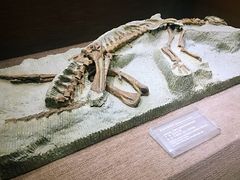 -自贡恐龙博物馆