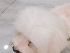 -芭比堂动物医院·24小时·眼科中心(深圳中心)