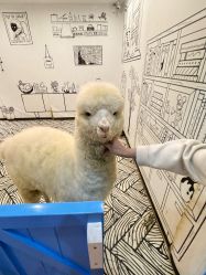 -神奇动物撸宠馆·羊驼·小浣熊·异宠(豫园店)