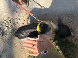 -萌宠亲子动物乐园(槐房万达店)