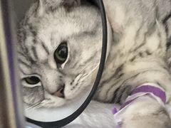 -宠颐生宠物医院·犬猫全科·皮肤科(商业街店)