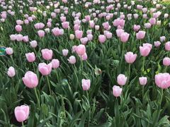 -上海鲜花港
