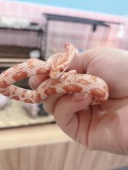 -Moni星球萌宠·小马宝莉·灵蛇·高端高阶全萌宠互动体验俱乐部(红豆国际广场店)