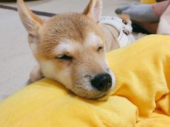 -逗柴咖啡屋·狗咖猫咖宠物桌游