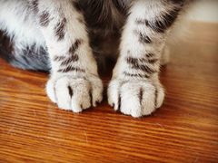 -海边的猫和咖啡馆
