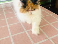 -吉丁鸟咖·异宠·寄养