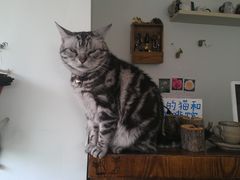 毛线-海边的猫和咖啡馆