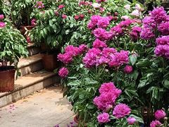 -广西壮族自治区药用植物园